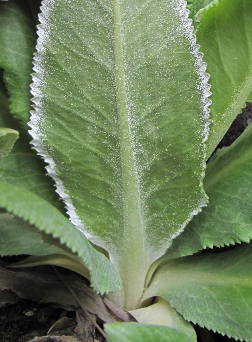 Image of Primula bayernii specimen.