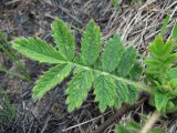 Agrimonia eupatoria