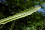 Turritis glabra. Прикорневой лист (нижняя сторона). Республика Адыгея, г. Майкоп, южная окраина, между р. Белая и северной оконечностью водораздельного хребта Нагиеж-Уашх, луговая низина. 16.05.2021.