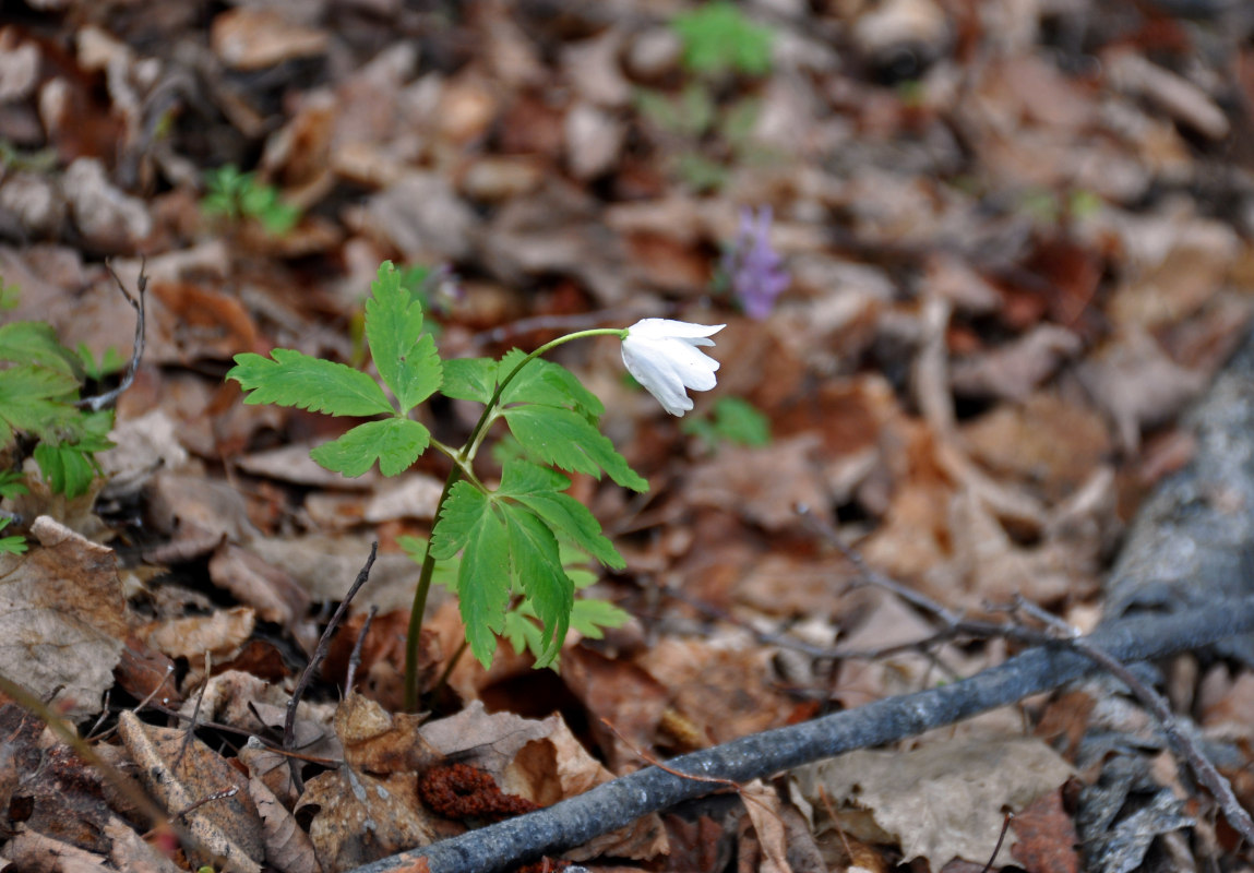 Изображение особи Anemone altaica.