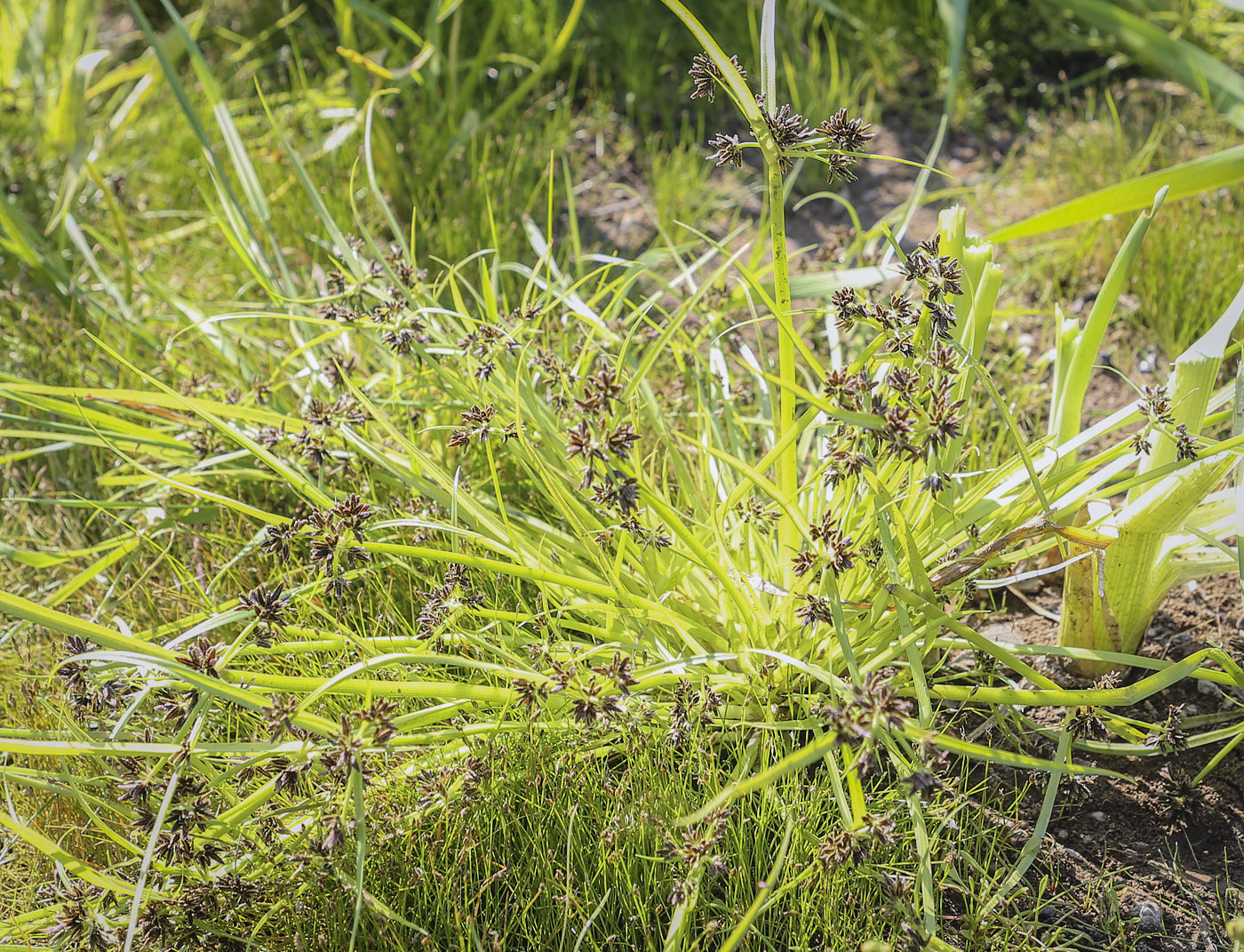 Image of Cyperus fuscus specimen.