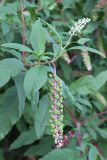 Смотреть изображение Phytolacca americana
