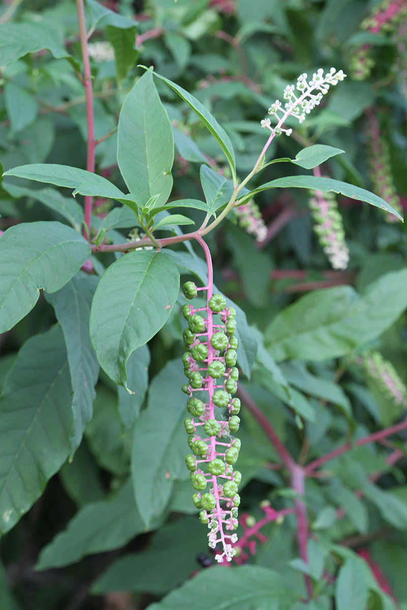 Изображение особи Phytolacca americana.