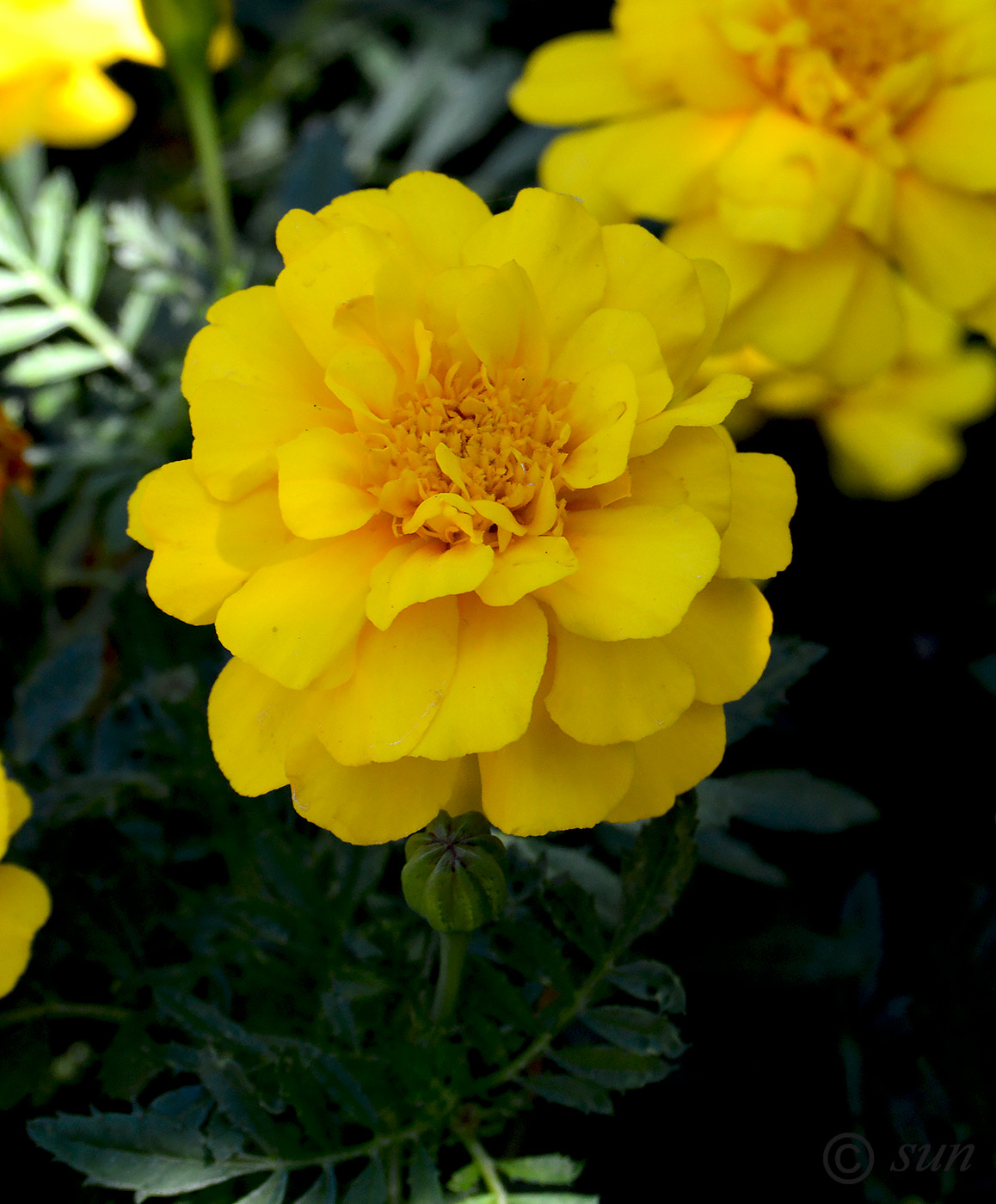 Image of Tagetes patula specimen.