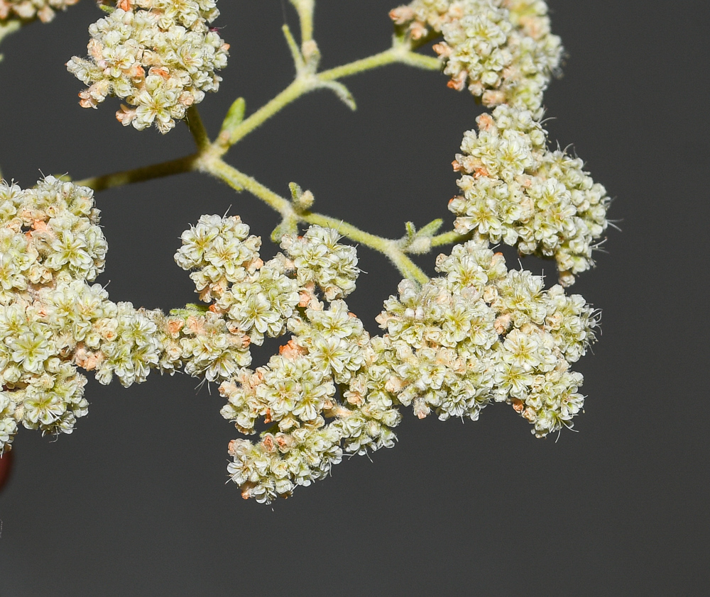 Изображение особи Eriogonum giganteum.