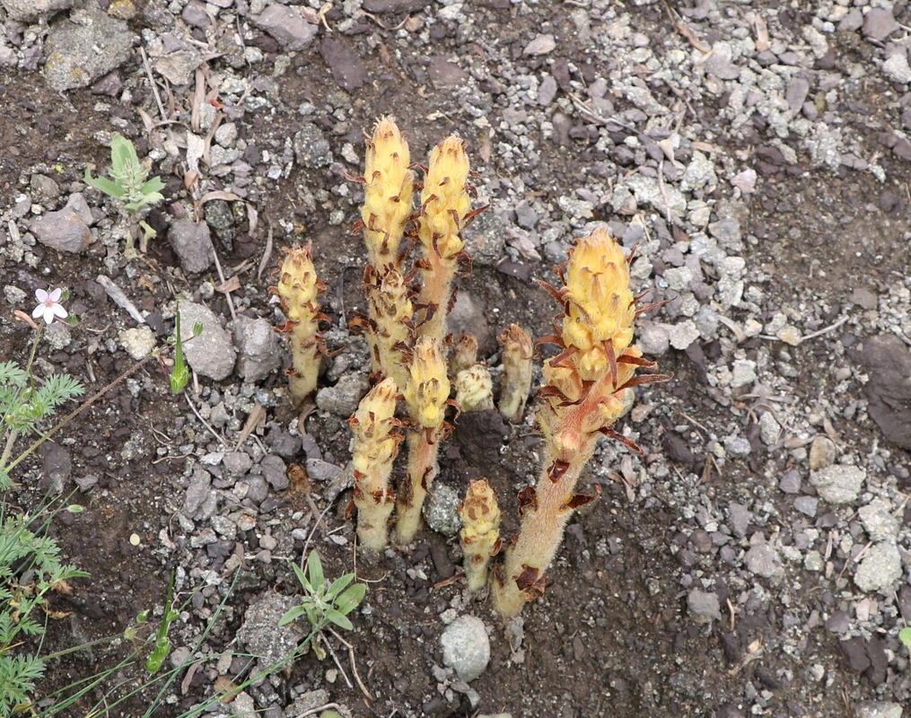 Image of genus Orobanche specimen.