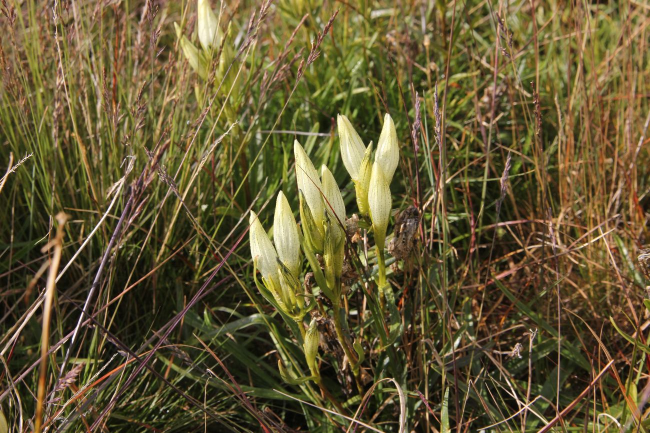 Image of Gentiana algida specimen.