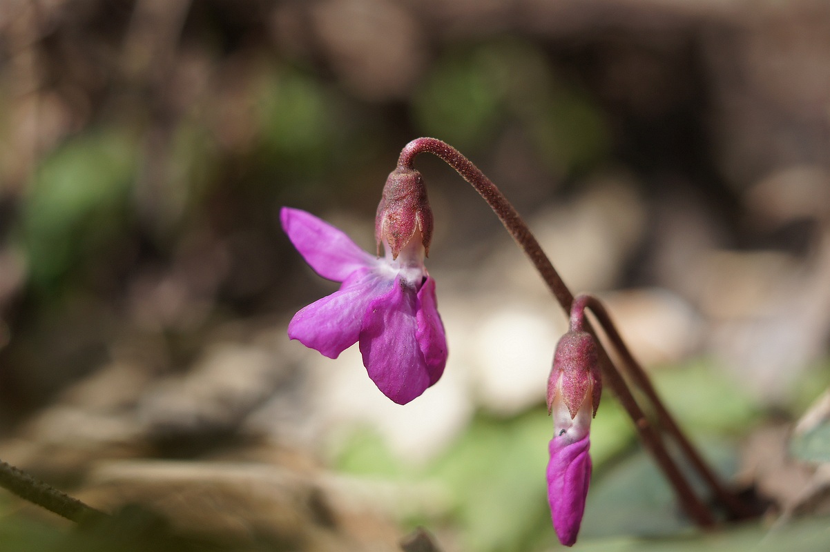 Image of Cyclamen coum specimen.