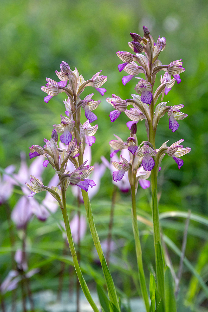 Изображение особи Anacamptis papilionacea.