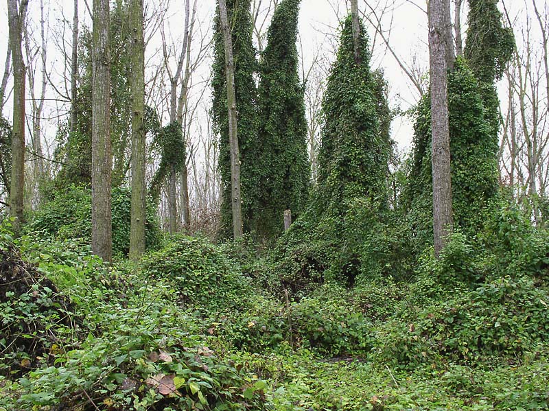 Image of Clematis vitalba specimen.