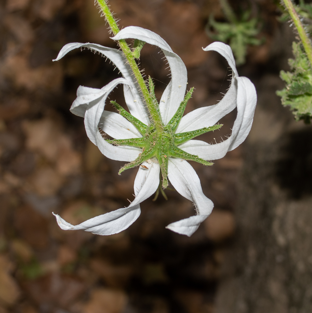 Изображение особи Michauxia campanuloides.