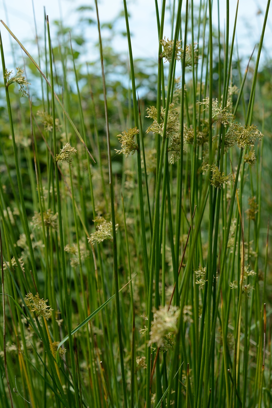 Изображение особи Juncus effusus.