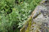 Artemisia absinthium