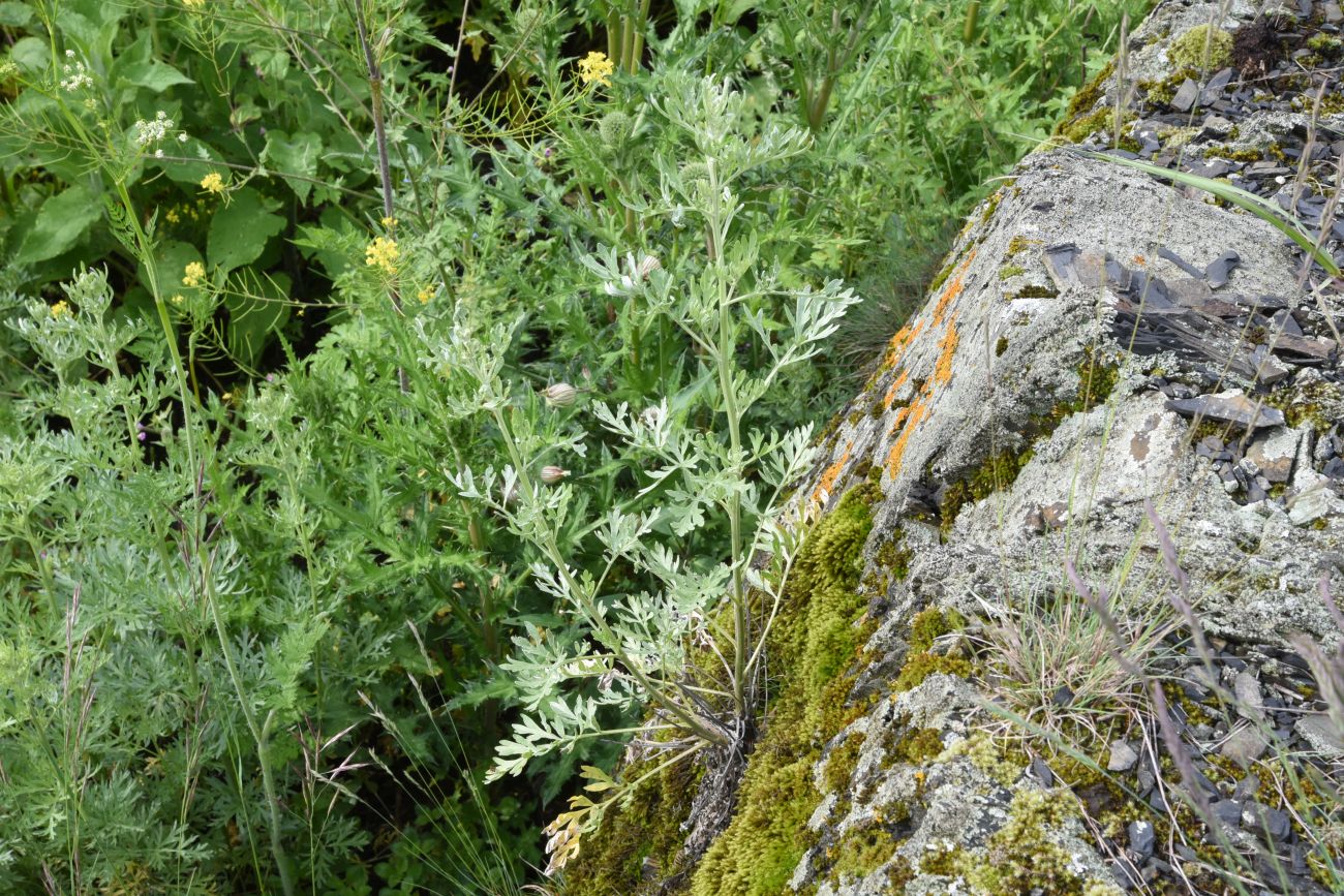 Image of Artemisia absinthium specimen.