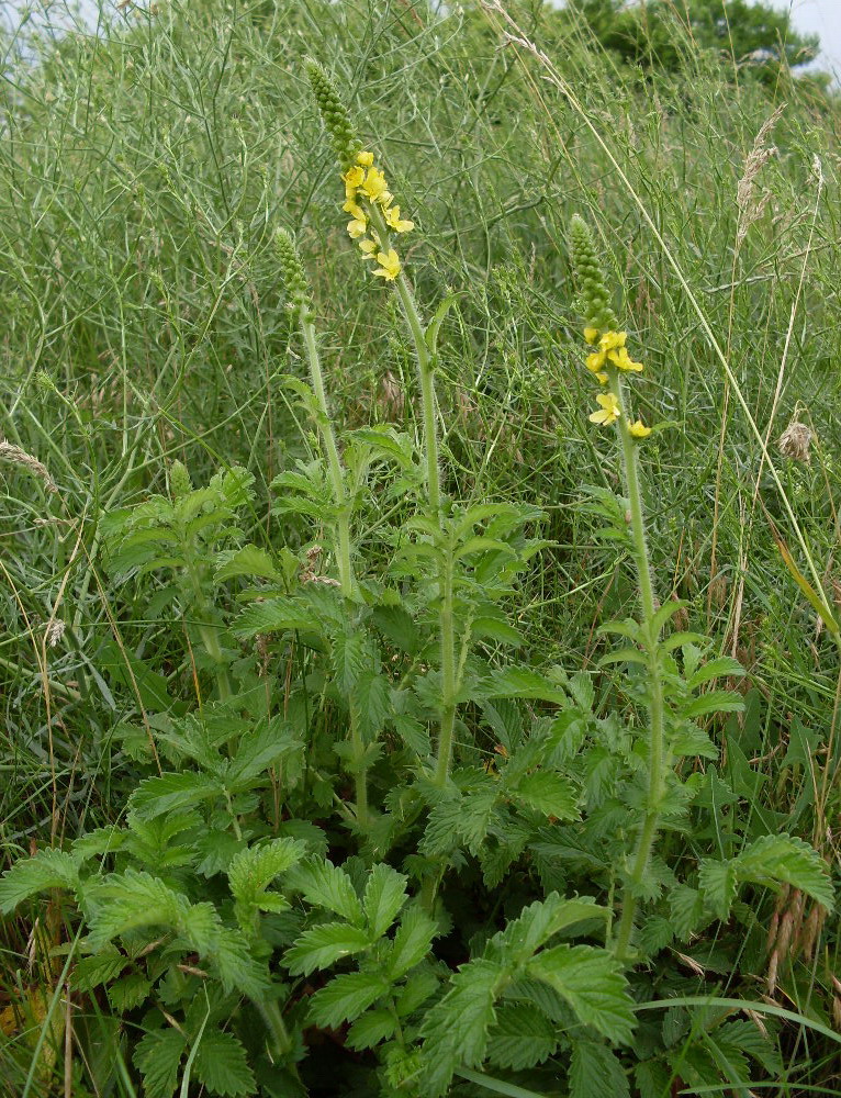 Image of Agrimonia eupatoria specimen.