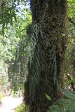 Asplenium flaccidum. Вегетирующее растение. Новая Зеландия, р-н Манавату-Уангануи, заповедник \"Tupapakurua Falls\", замшелый ствол дерева. 21.12.2013.