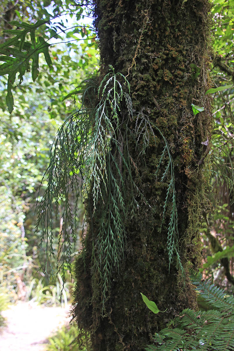 Изображение особи Asplenium flaccidum.