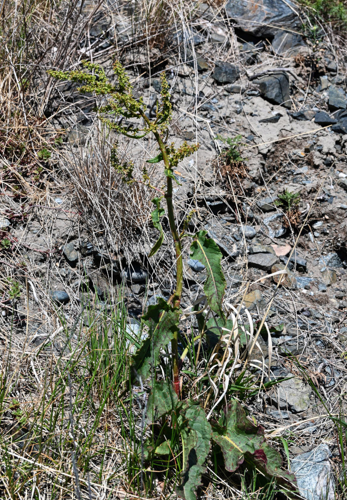 Image of Rumex aquaticus specimen.