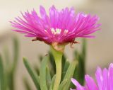 род Carpobrotus