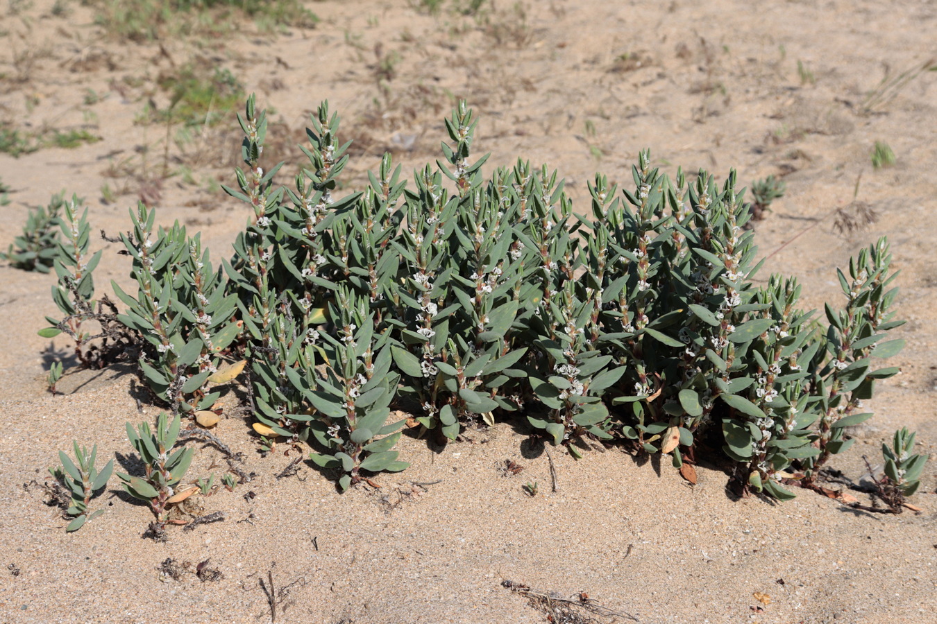 Image of Polygonum maritimum specimen.