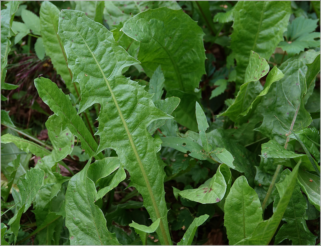 Изображение особи Taraxacum officinale.