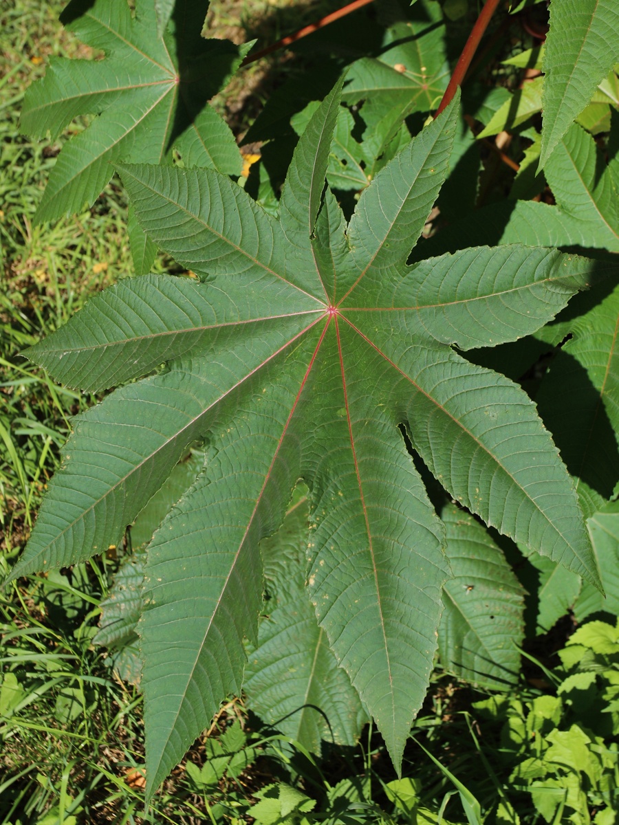 Image of Ricinus communis specimen.