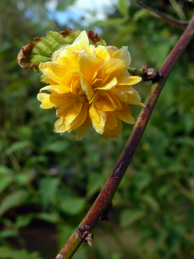 Изображение особи Kerria japonica var. pleniflora.