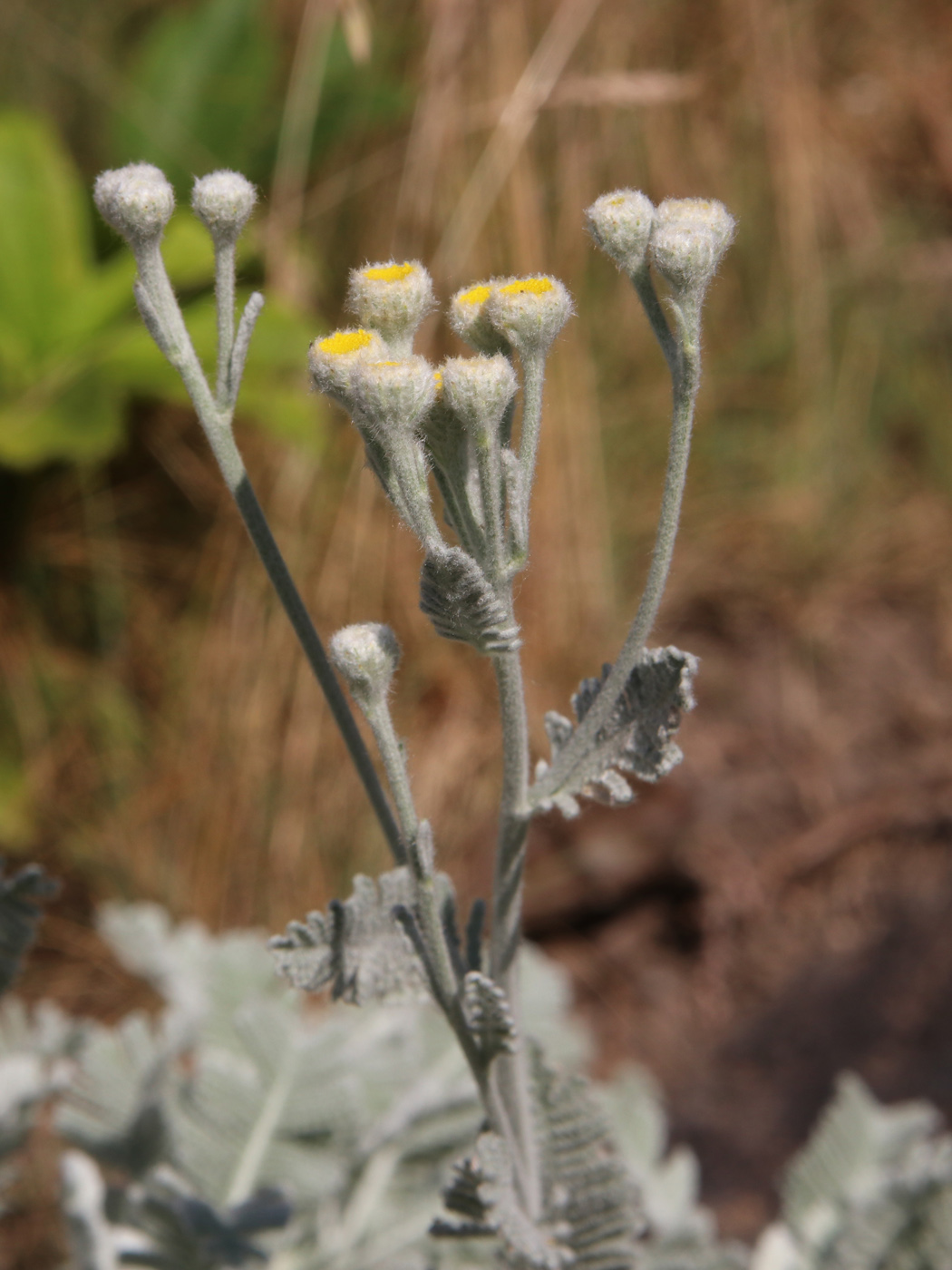 Изображение особи Tanacetum haradjanii.