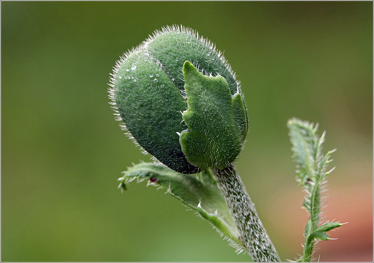 Image of Papaver setiferum specimen.