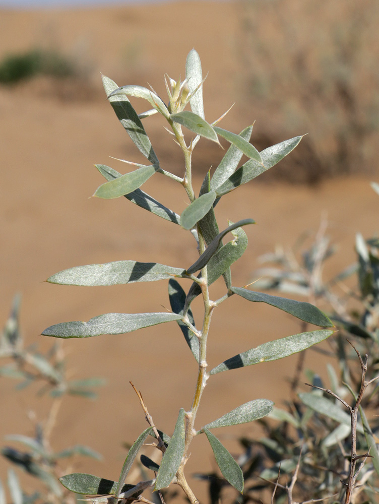 Image of Ammodendron conollyi specimen.