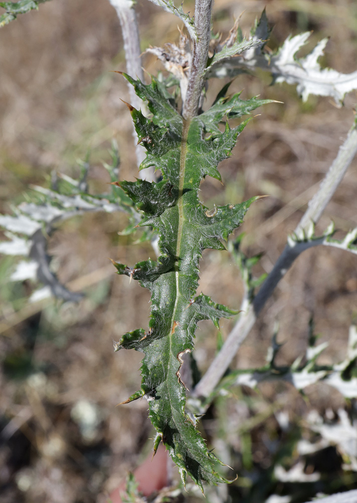 Image of Echinops ruthenicus specimen.