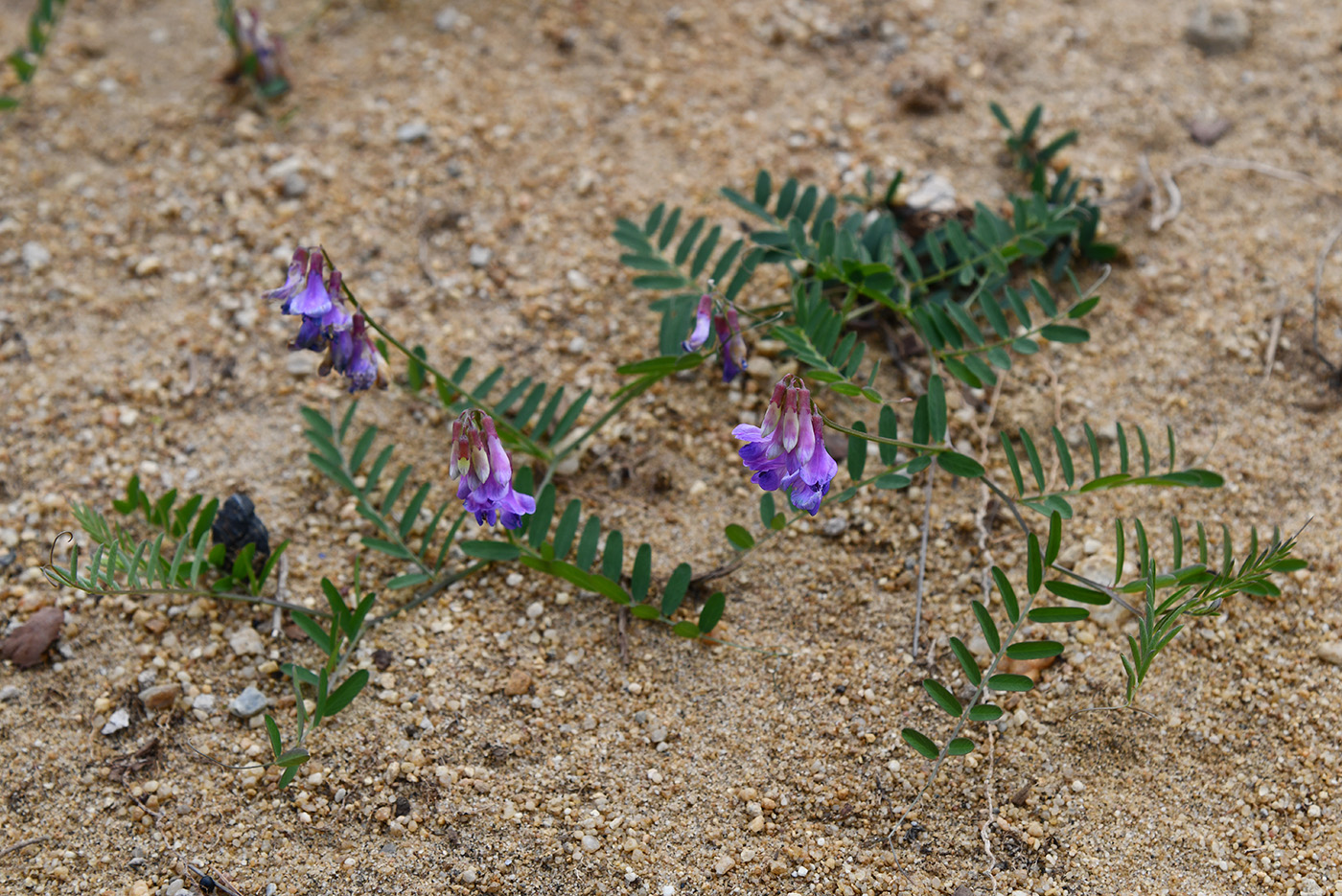 Image of Vicia nervata specimen.