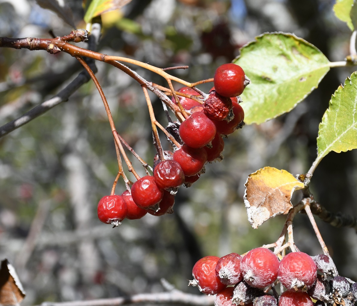 Image of Sorbus graeca specimen.