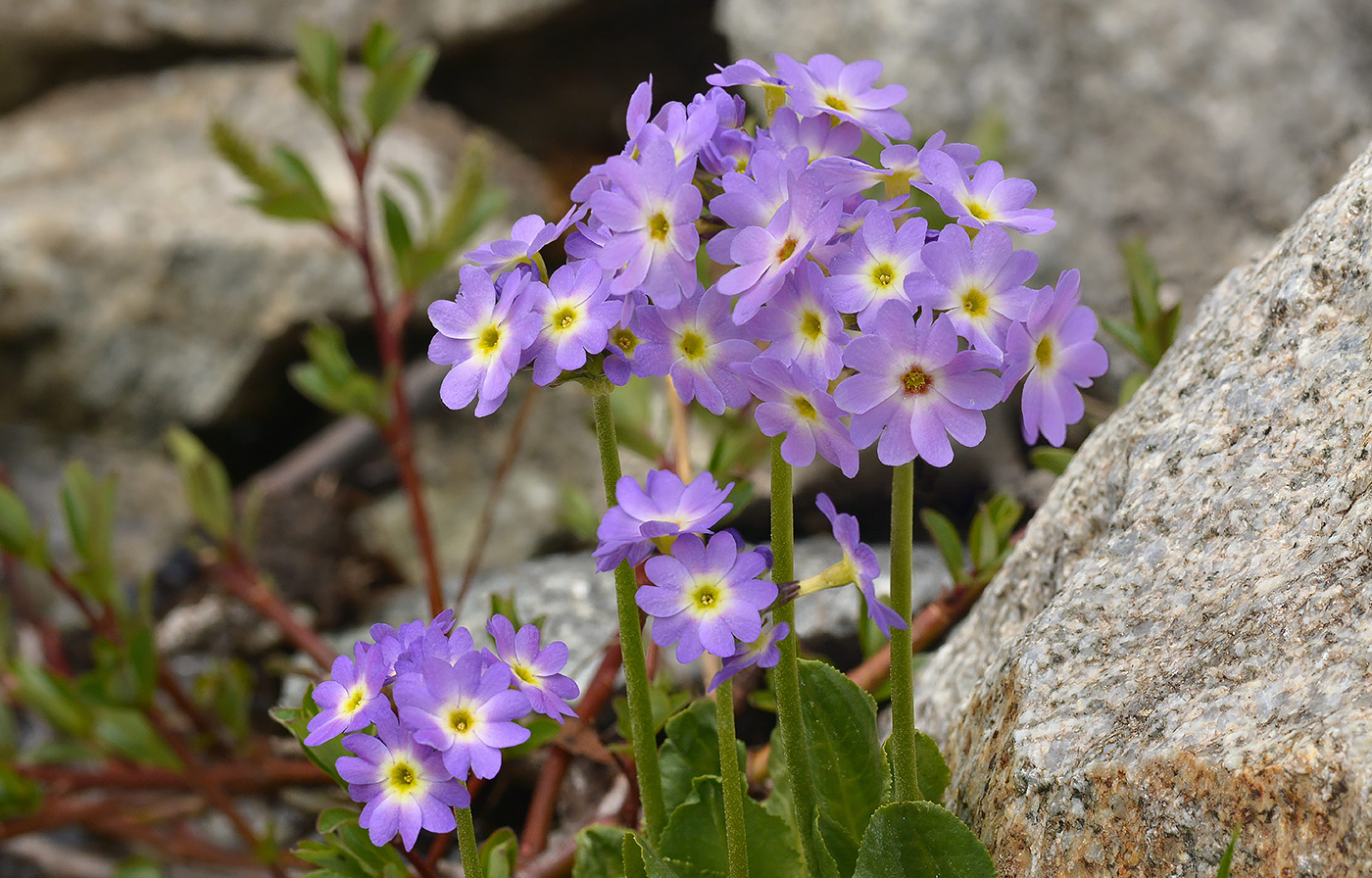 Image of Primula algida specimen.