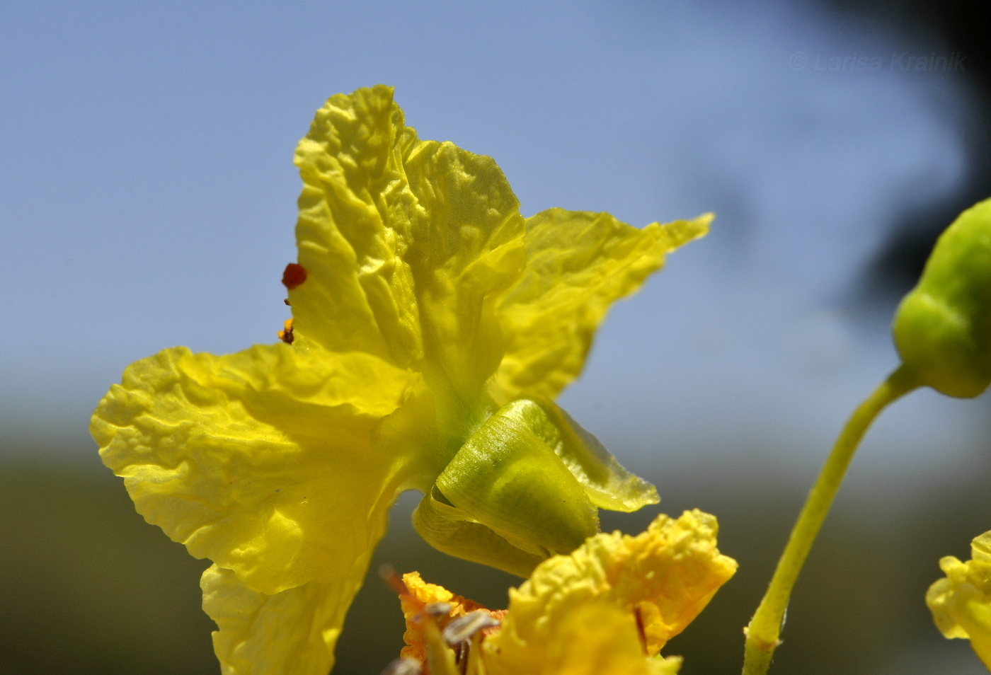 Image of Parkinsonia aculeata specimen.