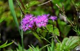 Dianthus superbus. Верхушки побегов с соцветиями и бутонами. Сахалин, Корсаковский гор. округ, мыс Слюда, приморский луг. 15.08.2022.