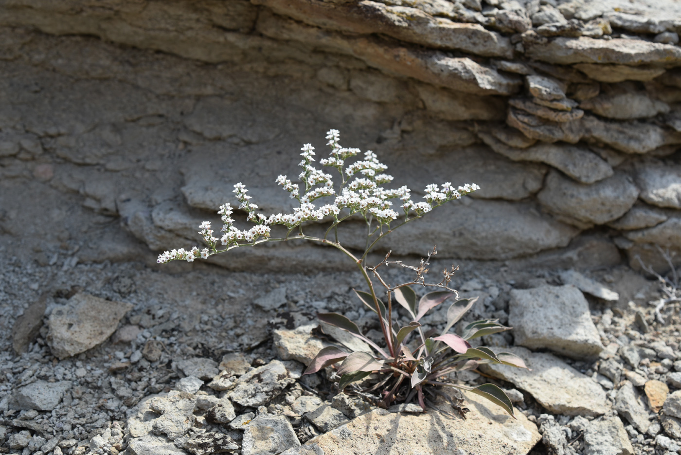 Image of Goniolimon strictum specimen.