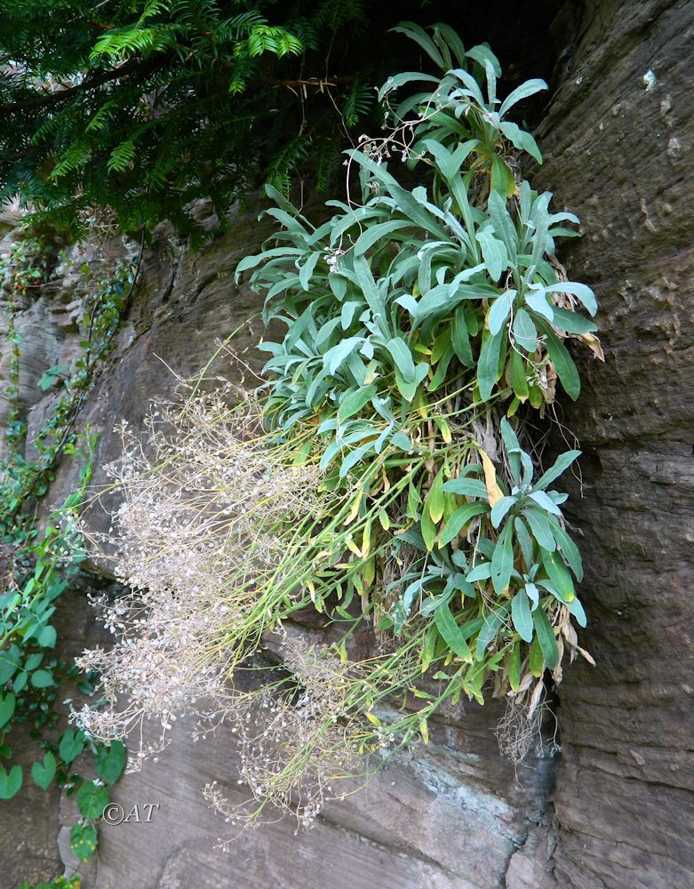 Image of Aurinia saxatilis specimen.