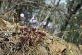 View full-size image Plagiorhegma dubium