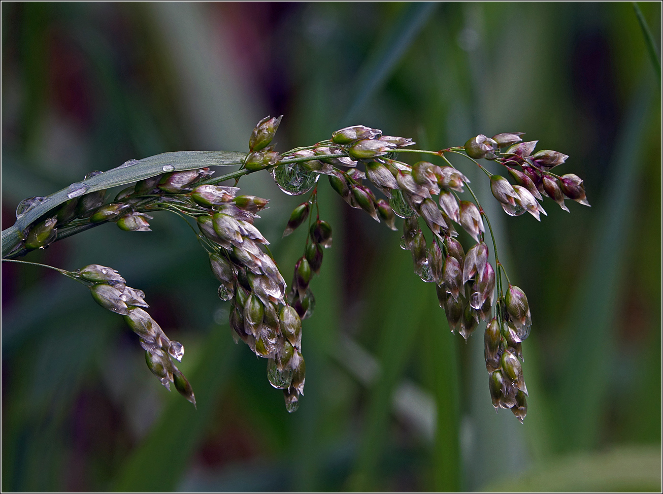 Image of Hierochloe odorata specimen.