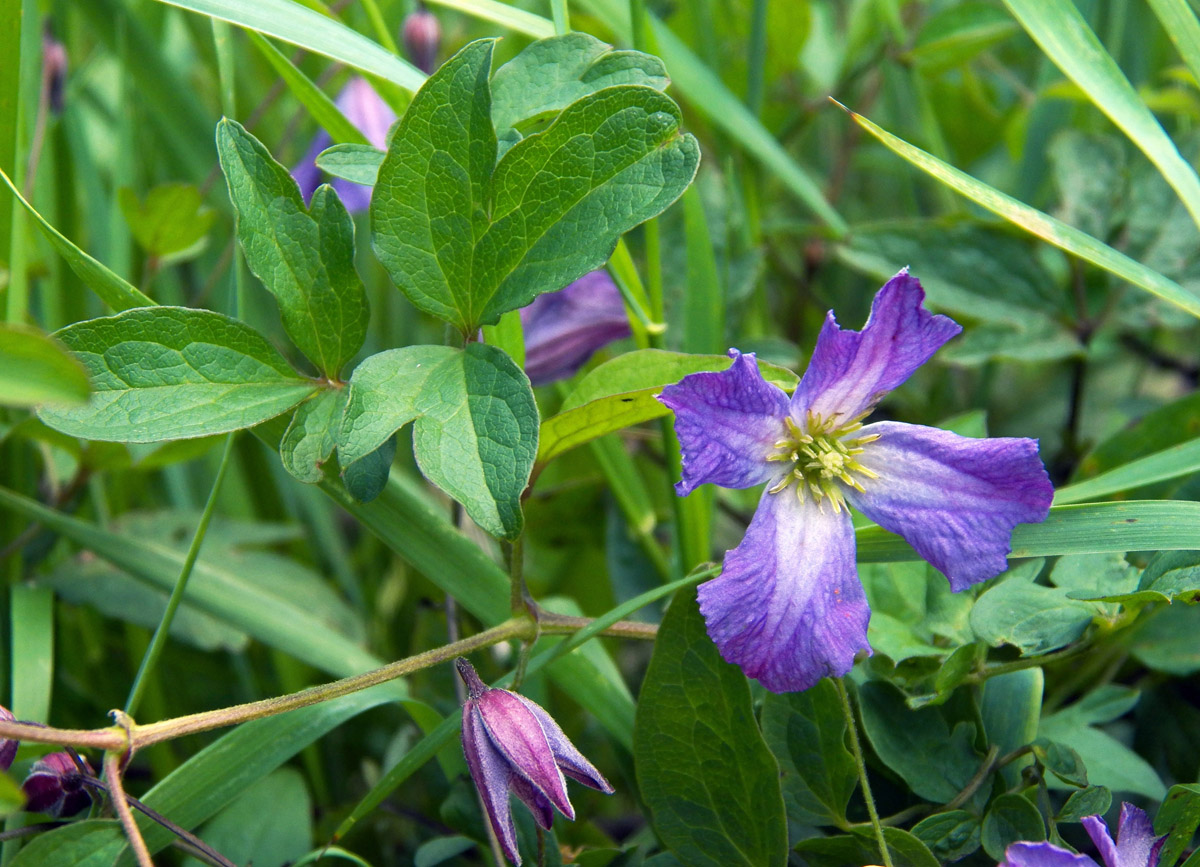 Изображение особи Clematis viticella.