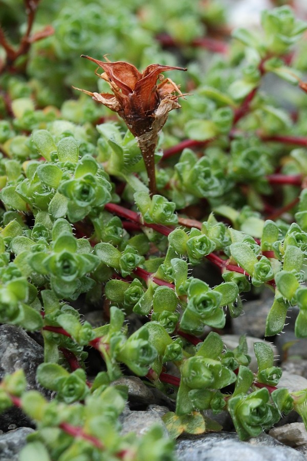 Image of Saxifraga oppositifolia specimen.