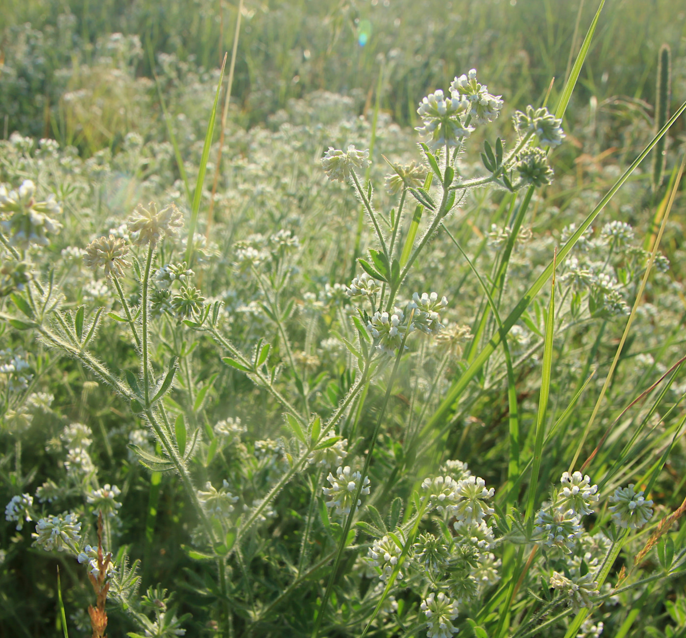 Image of Dorycnium herbaceum specimen.