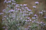 Astragalus arbuscula