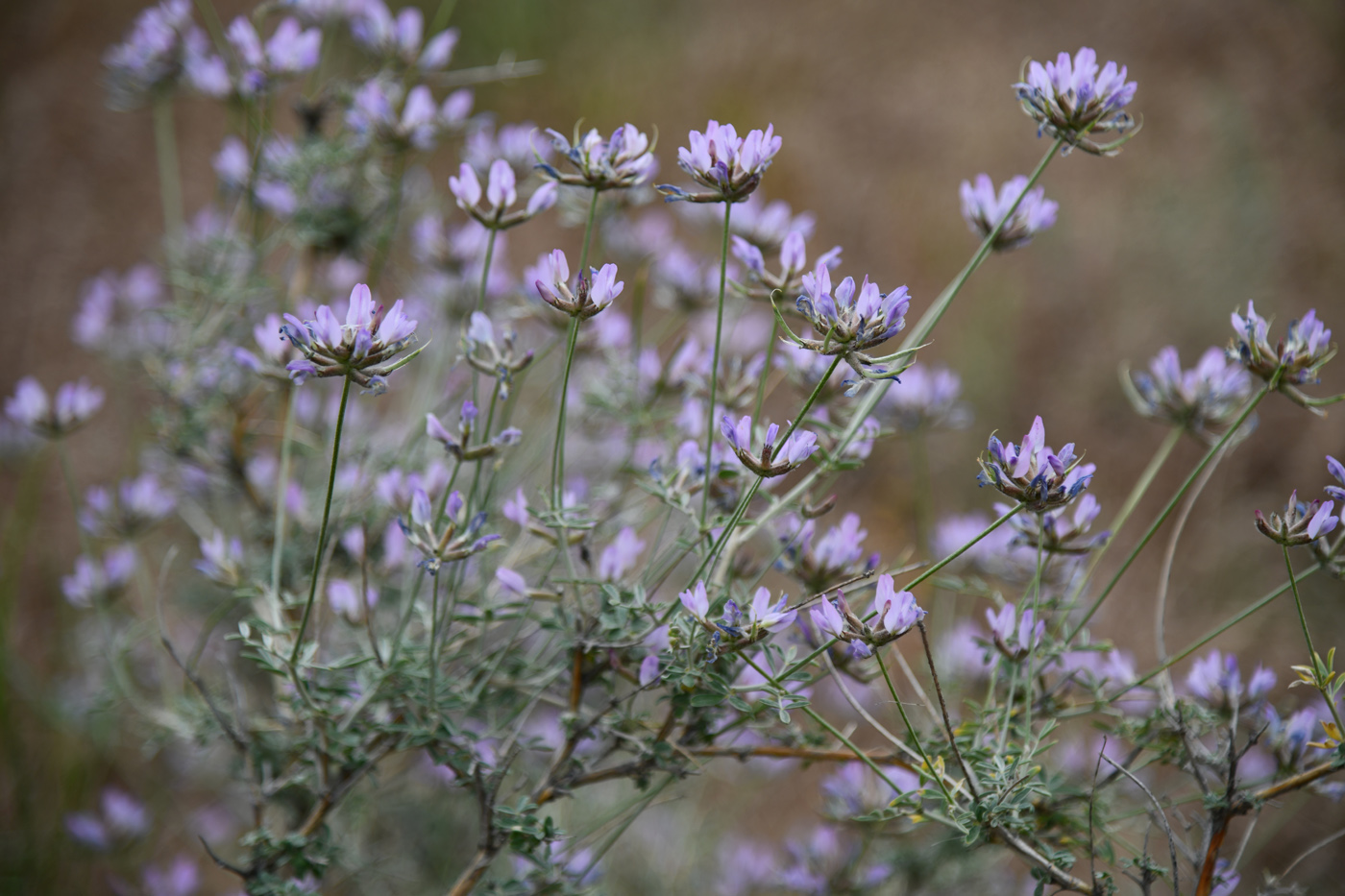 Изображение особи Astragalus arbuscula.