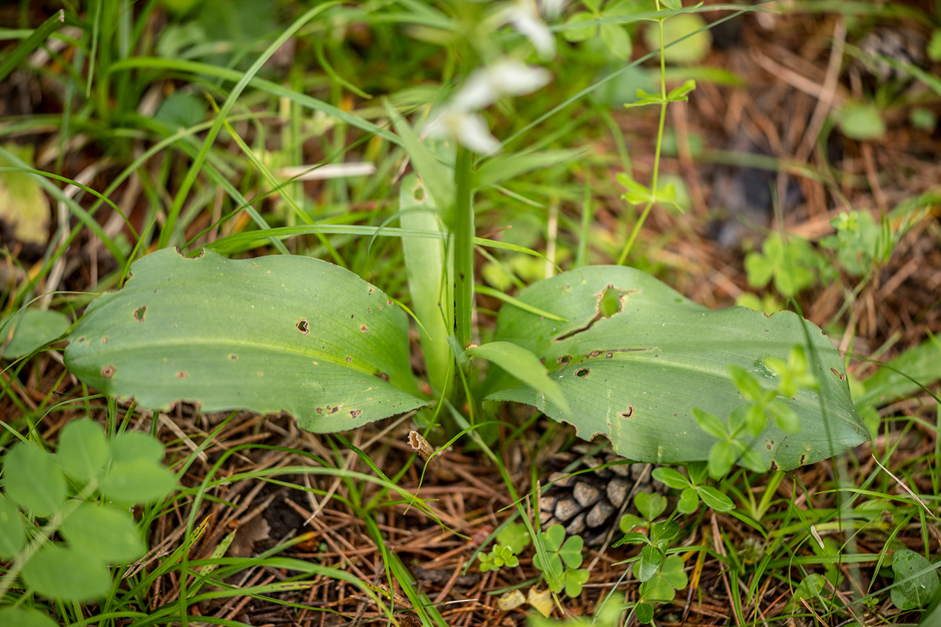 Изображение особи Platanthera chlorantha.