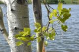 Populus tremula