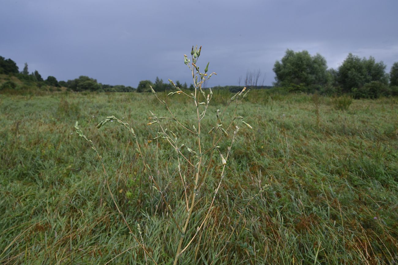 Image of Lactuca serriola specimen.