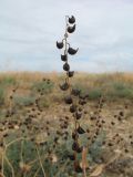 Tauscheria lasiocarpa. Соплодие. Восточный Казахстан, Зайсанская котловина, ур. Кеин-Кериш, пестроцветы. 2 июля 2024 г.