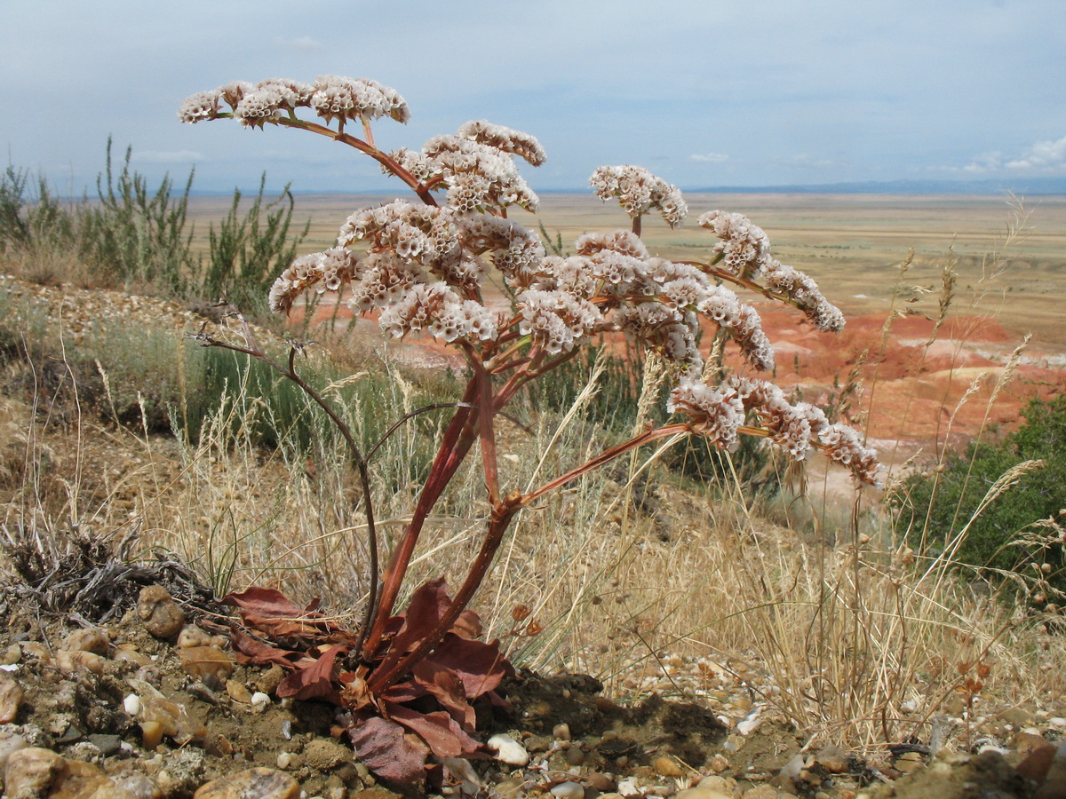 Изображение особи Goniolimon speciosum.